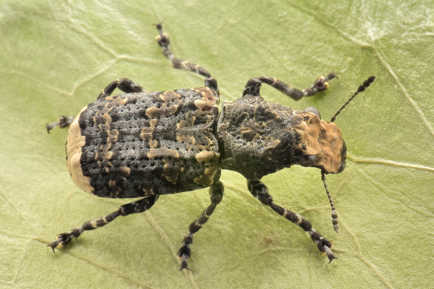 Anthribidae: Platyrhinus resinosus